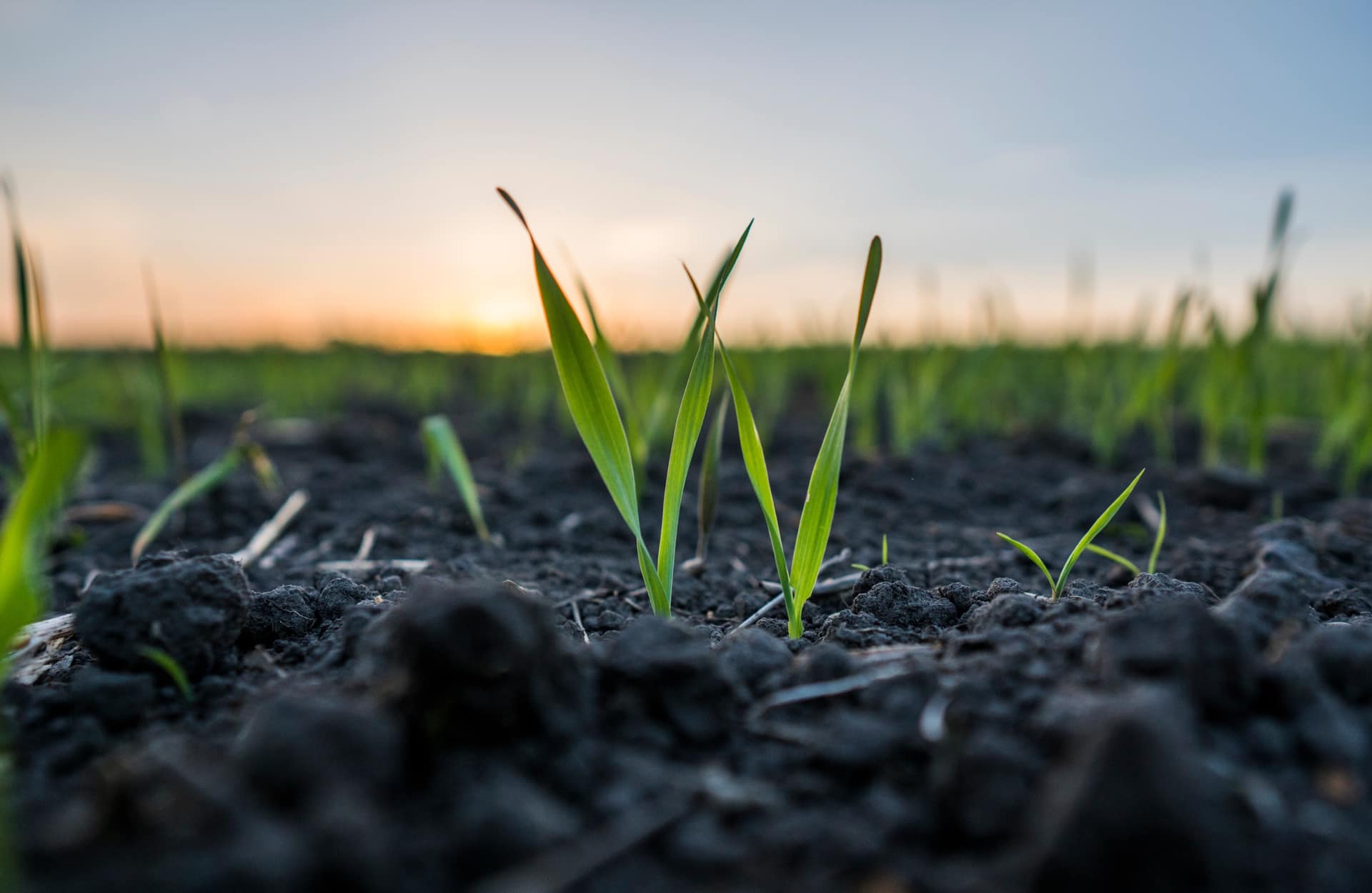 Young barley sprouts in a field at sunset